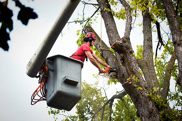 Best Fruit Tree Pruning  in USA